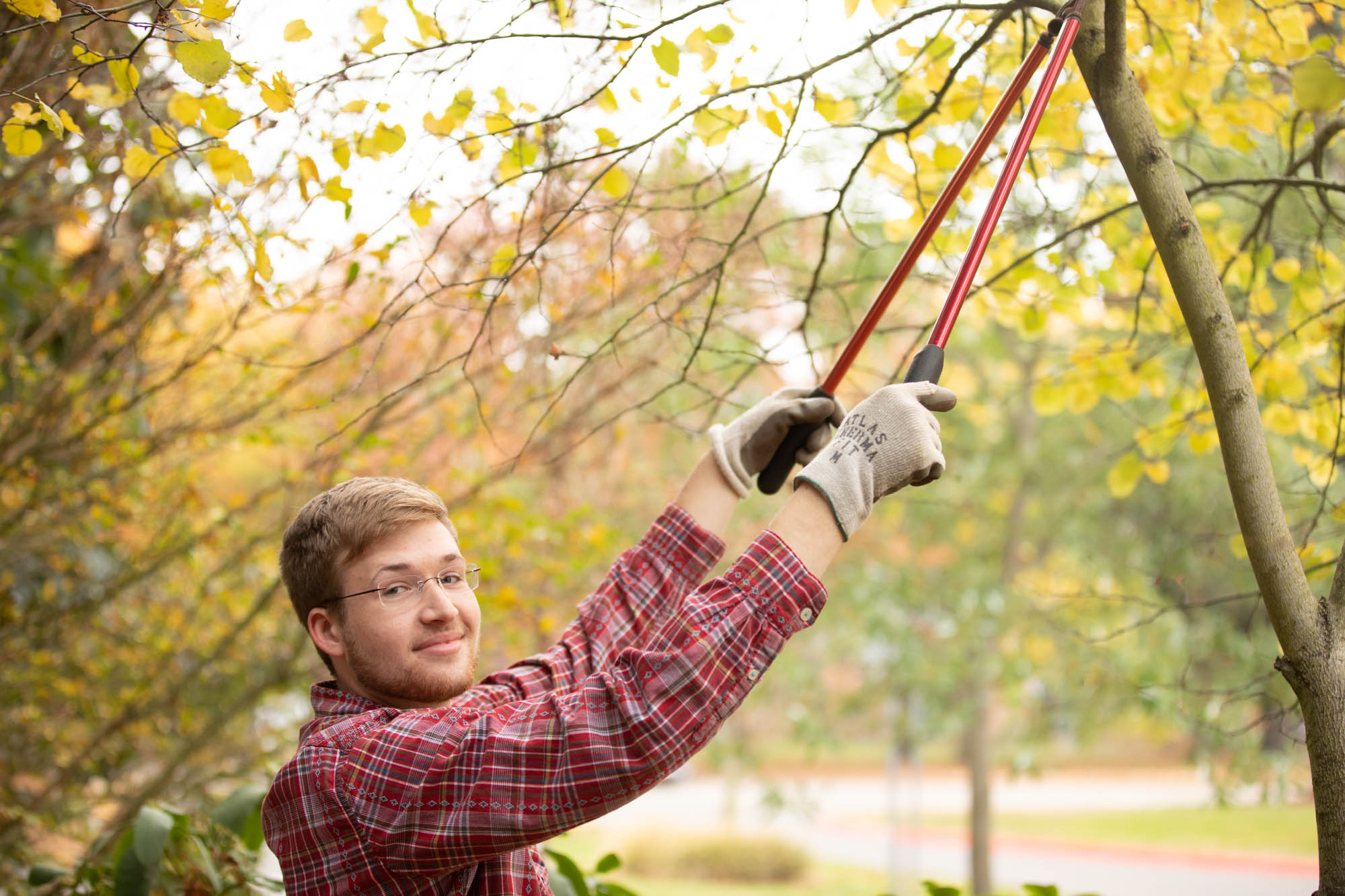 A student clipping tree branches